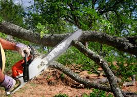 Holdrege, NE Tree Removal and Landscaping Services Company